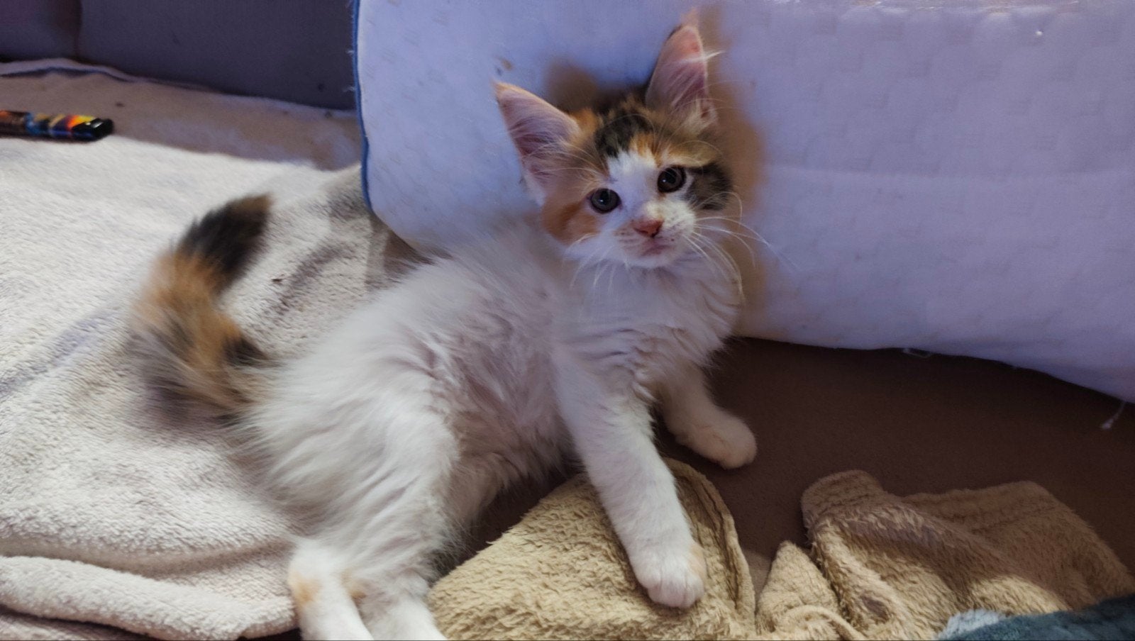 te Koop lieve maincoon kittens, Dieren en Toebehoren, Meerdere dieren, Ontwormd, 0 tot 2 jaar