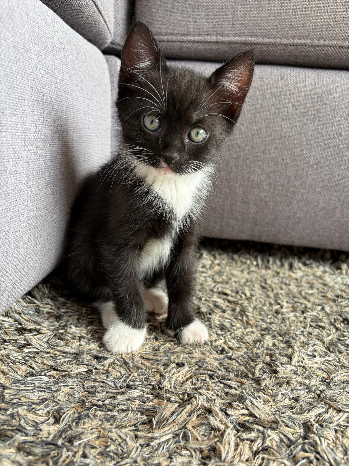 Heel mooi en lief half brits korthaar kitten, Dieren en Toebehoren, Poes, Ontwormd, 0 tot 2 jaar