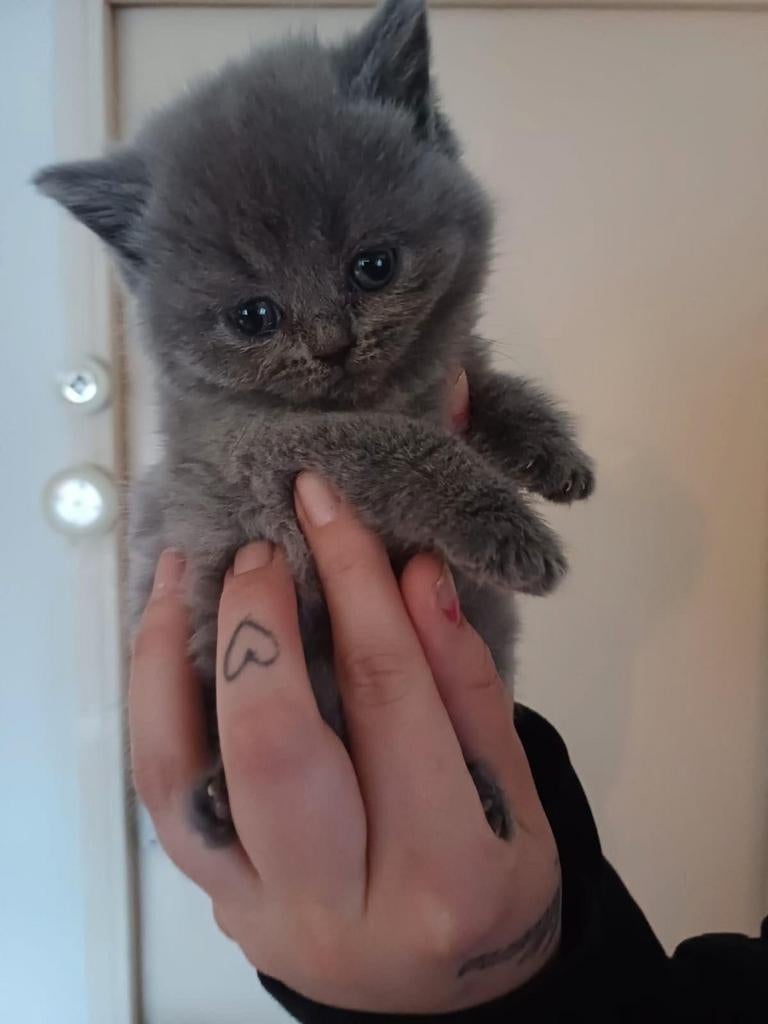 Prachtig  britse korthaar kittens  nog 1kitten, Meerdere dieren, Ontwormd
