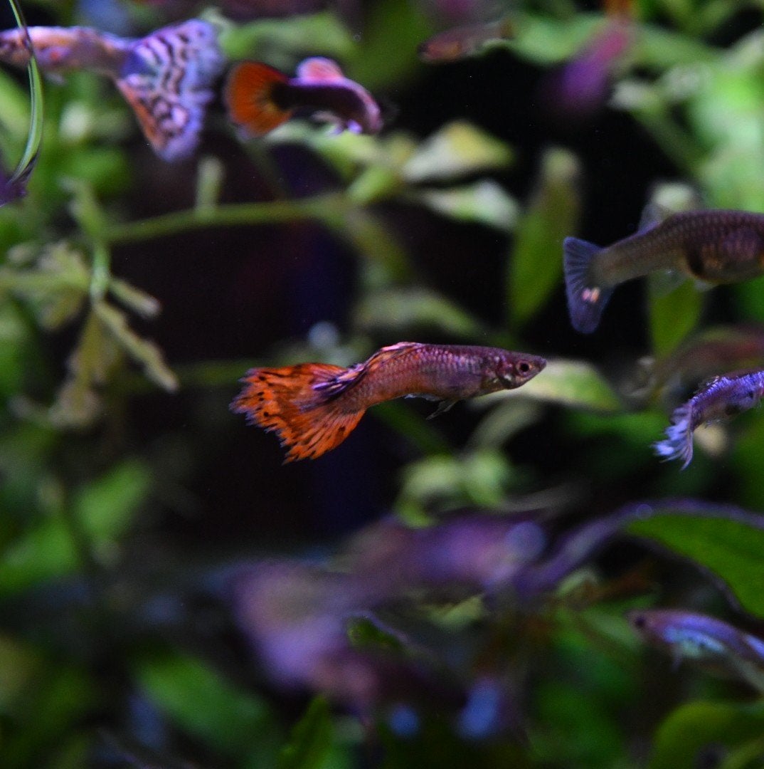 mannen Guppies - 1.50 euro p.s., Vis, Zoetwatervis, Schoolvis