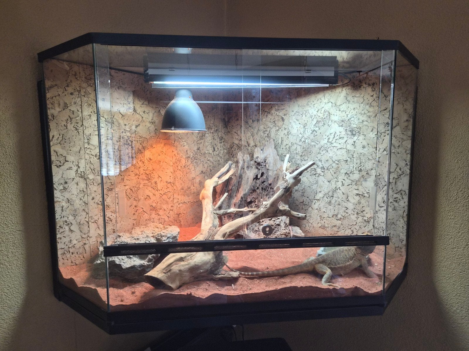 Baardagaam met terrarium en toebehoren Moet weg!!, Ophalen, Zo goed als nieuw