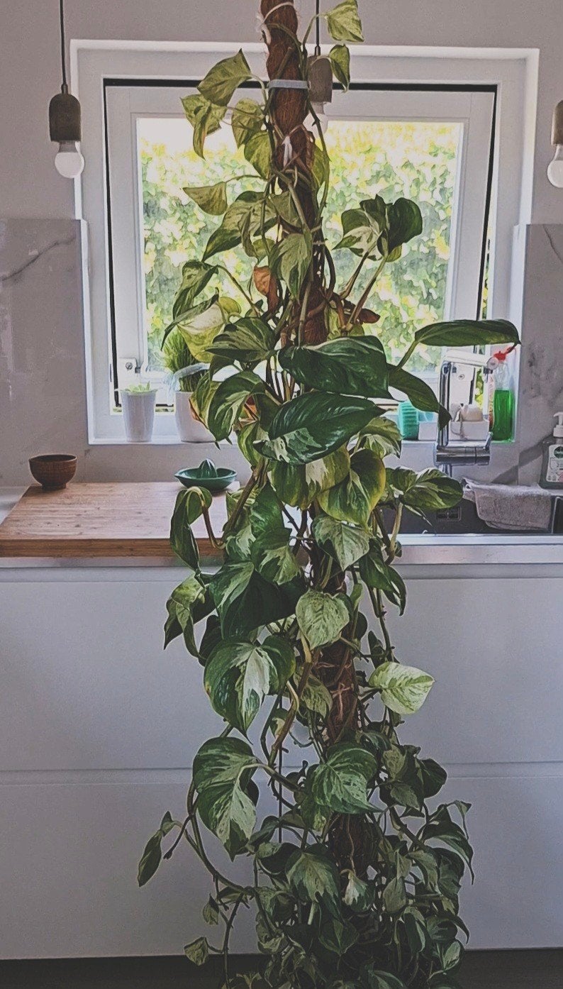 Gratis Epipremnum  Manjula stekjes, Ophalen, Halfschaduw, Minder dan 100 cm