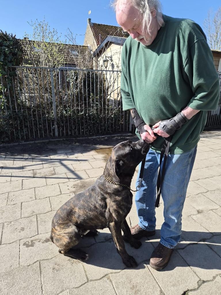 Wij zijn op zoek naar een baasje voor Henkie, Dieren en Toebehoren, Nederland, 1 tot 2 jaar, Parvo, Eén hond