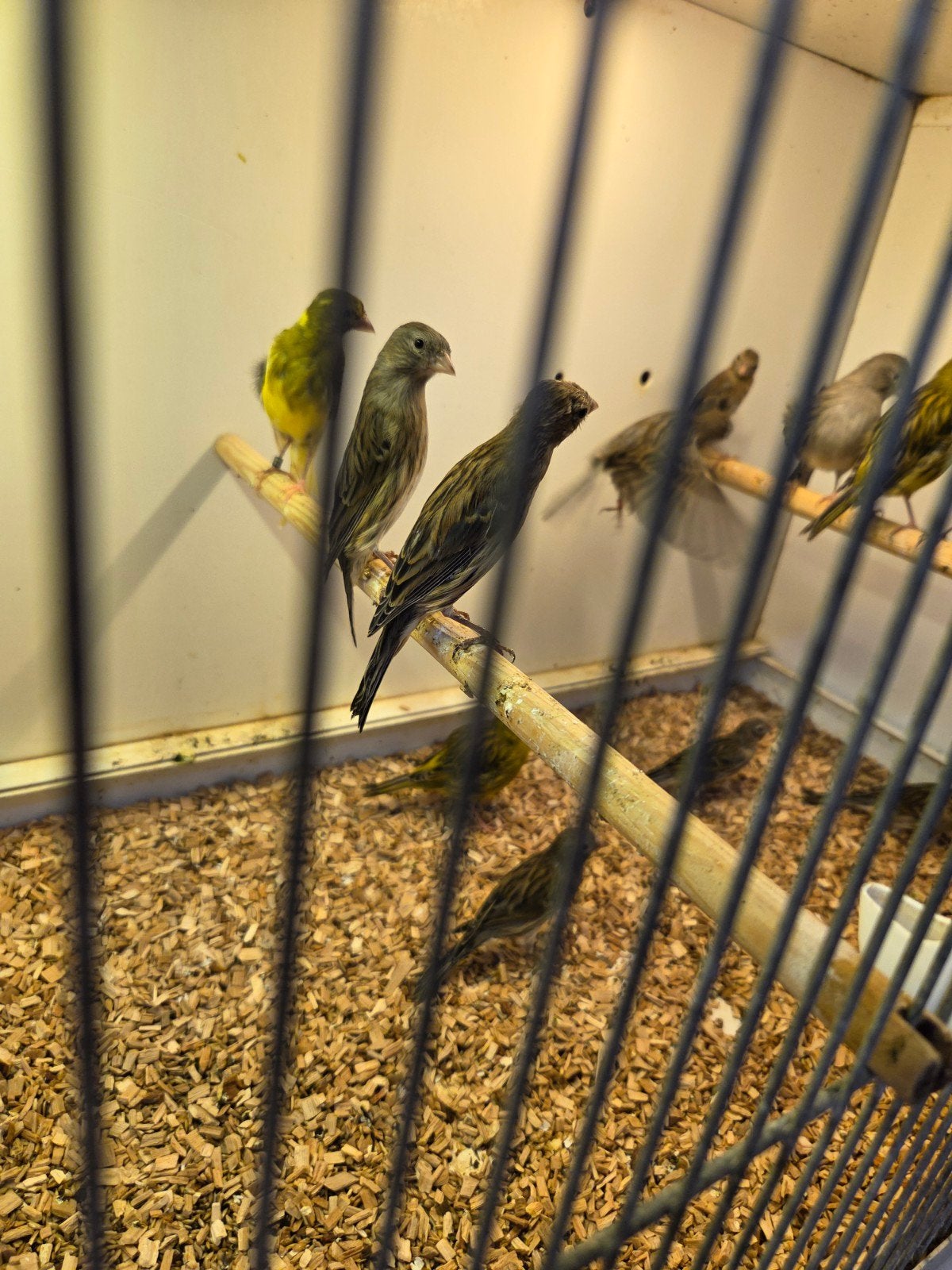Vele kanaries, Dieren en Toebehoren, Vogels | Kanaries, Meerdere dieren, Kleurkanarie