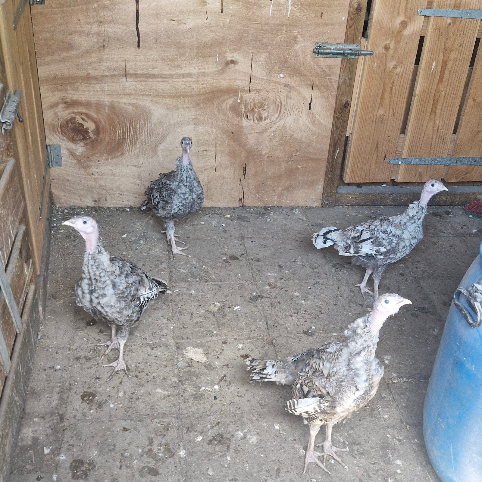 Jonge kalkoenen, Dieren en Toebehoren, Pluimvee, Kalkoen
