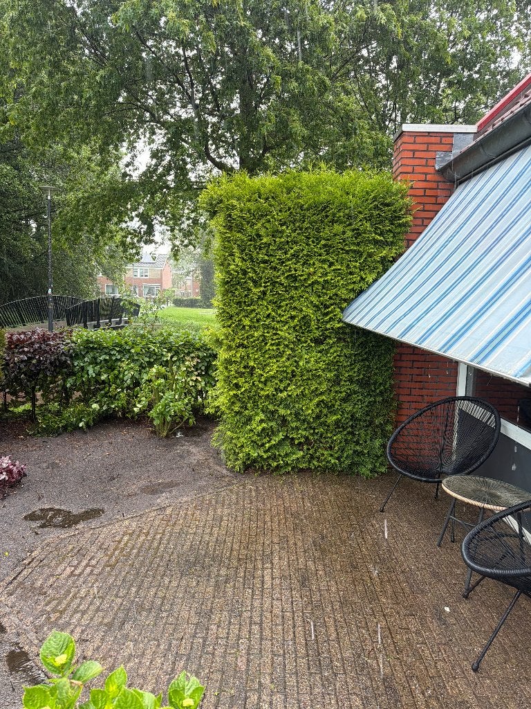 Conifeer, Ophalen, Conifeer, Haag, 100 tot 250 cm