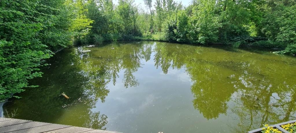 gezocht vijvervissen voor natuurvijver, Steur