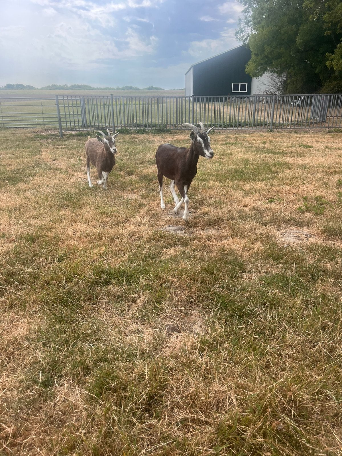 GEZOCHT dekbok te huur (Toggenburger of bonte melkgeit), Dieren en Toebehoren, Vrouwelijk, Geit, 0 tot 2 jaar