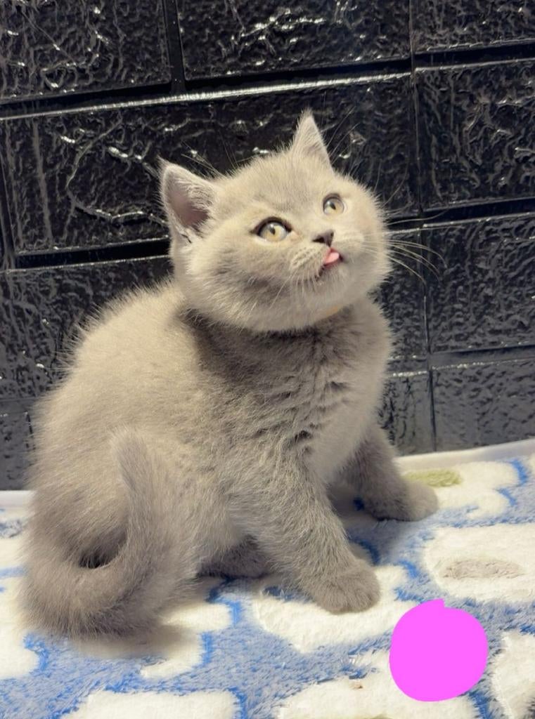 Britse korthaar kittens, Dieren en Toebehoren, Meerdere dieren, Ontwormd, 0 tot 2 jaar