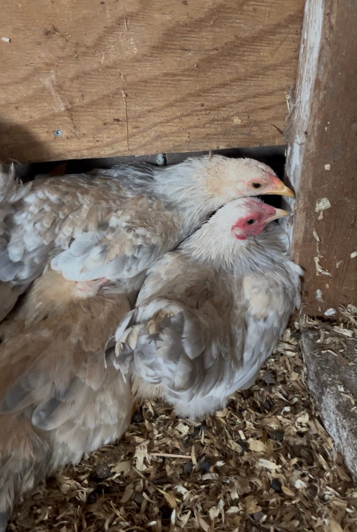 Wyandotte kriel isabel porcelein, Dieren en Toebehoren, Pluimvee, Meerdere dieren, Kip