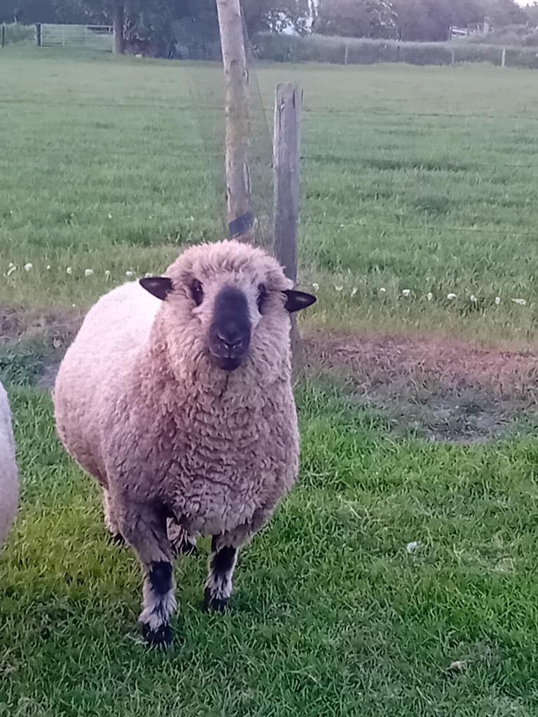 Schaap, Mannelijk, Schaap, 0 tot 2 jaar