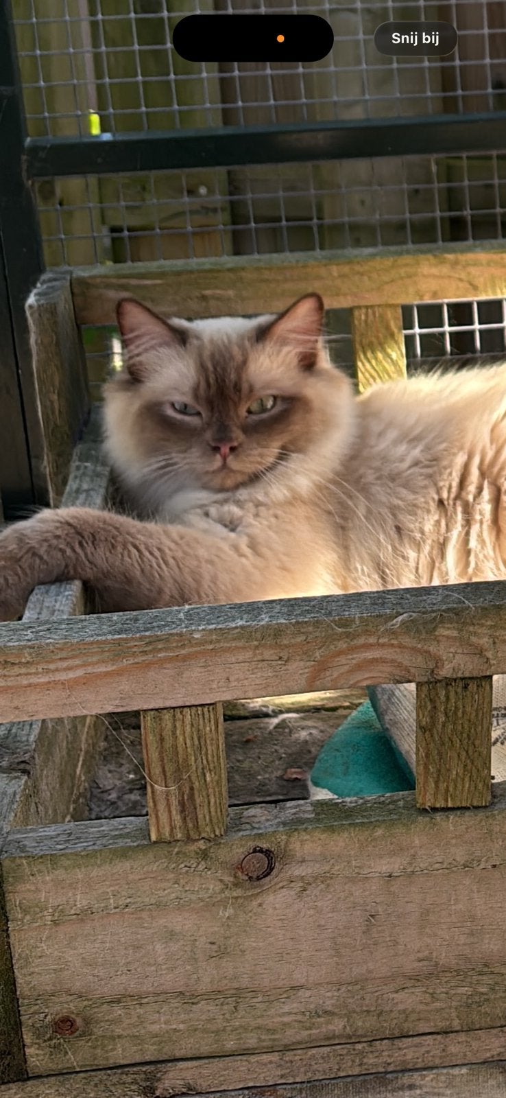 Choclate sepia kater, Dieren en Toebehoren