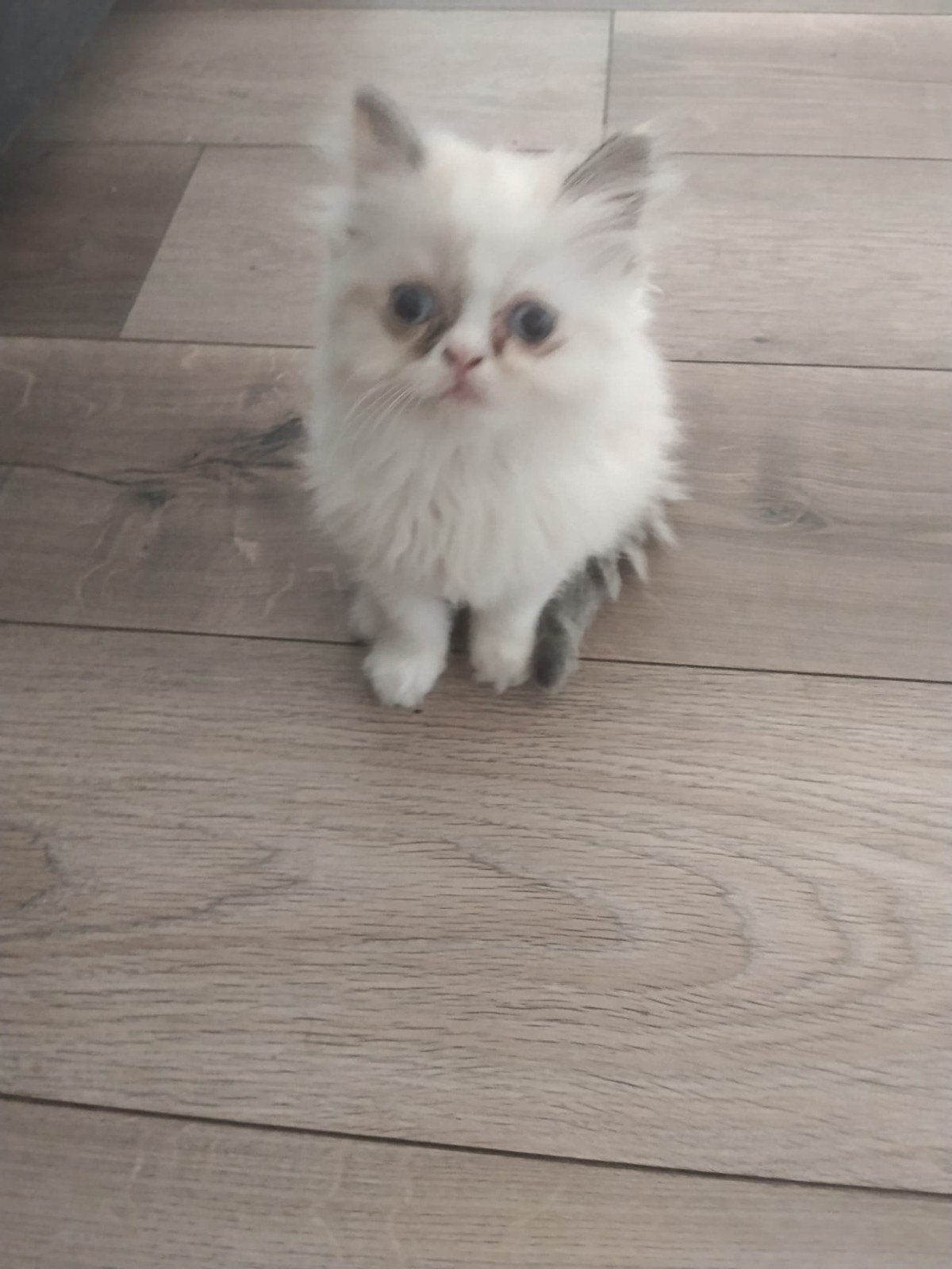 Perzische  cat poes, Dieren en Toebehoren, Katten en Kittens | Raskatten | Langhaar, Poes, 0 tot 2 jaar