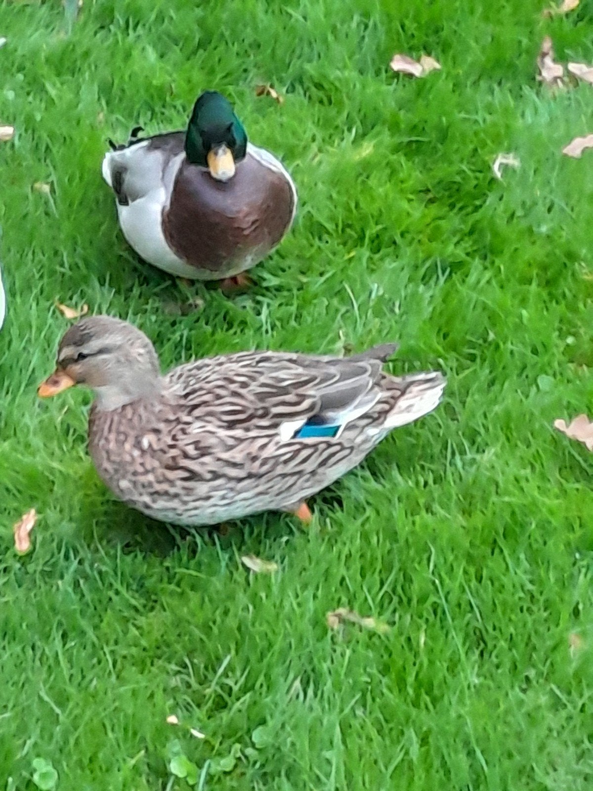 Koppels  kwakers, Meerdere dieren, Eend