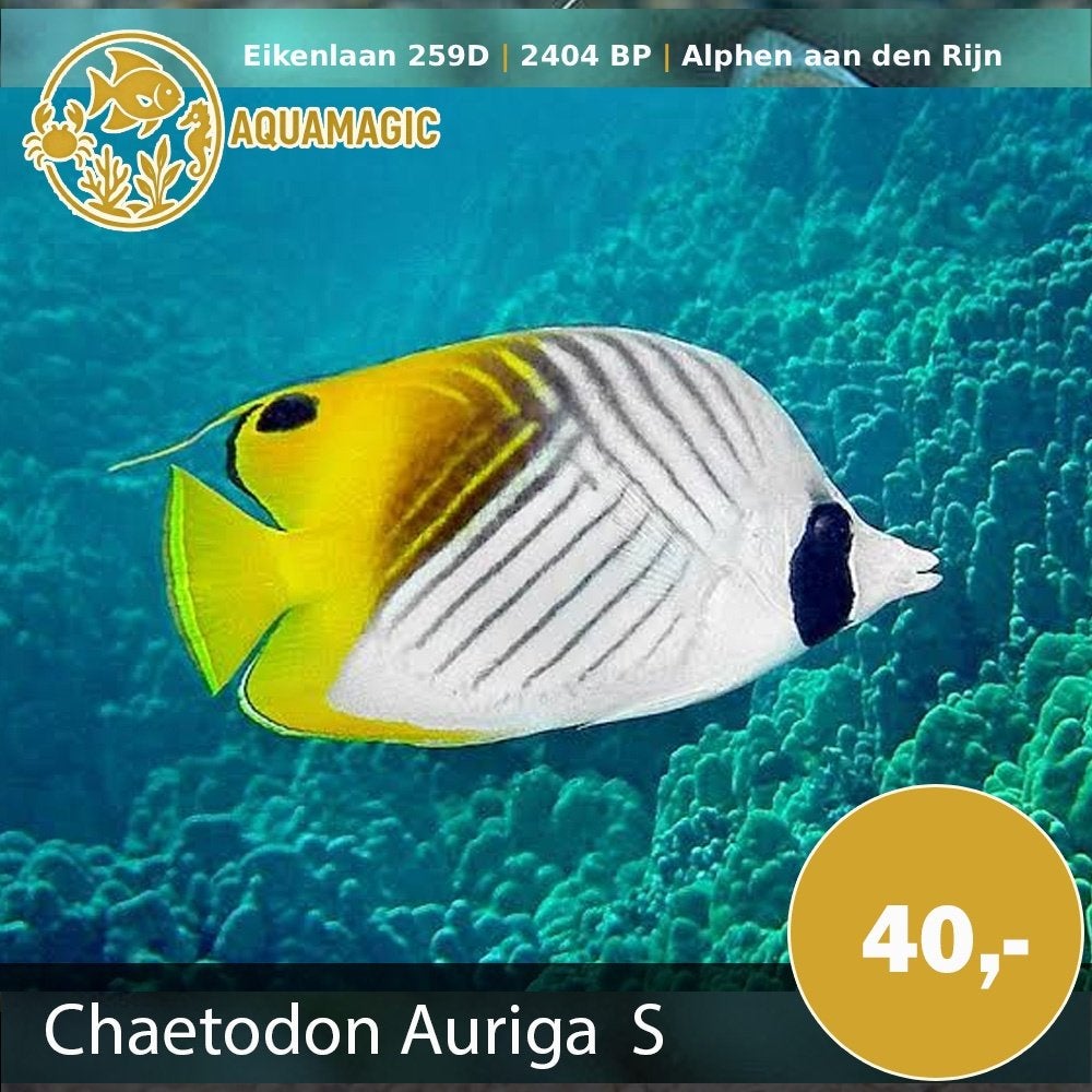 chaetodon auriga, Vis, Zoutwatervis