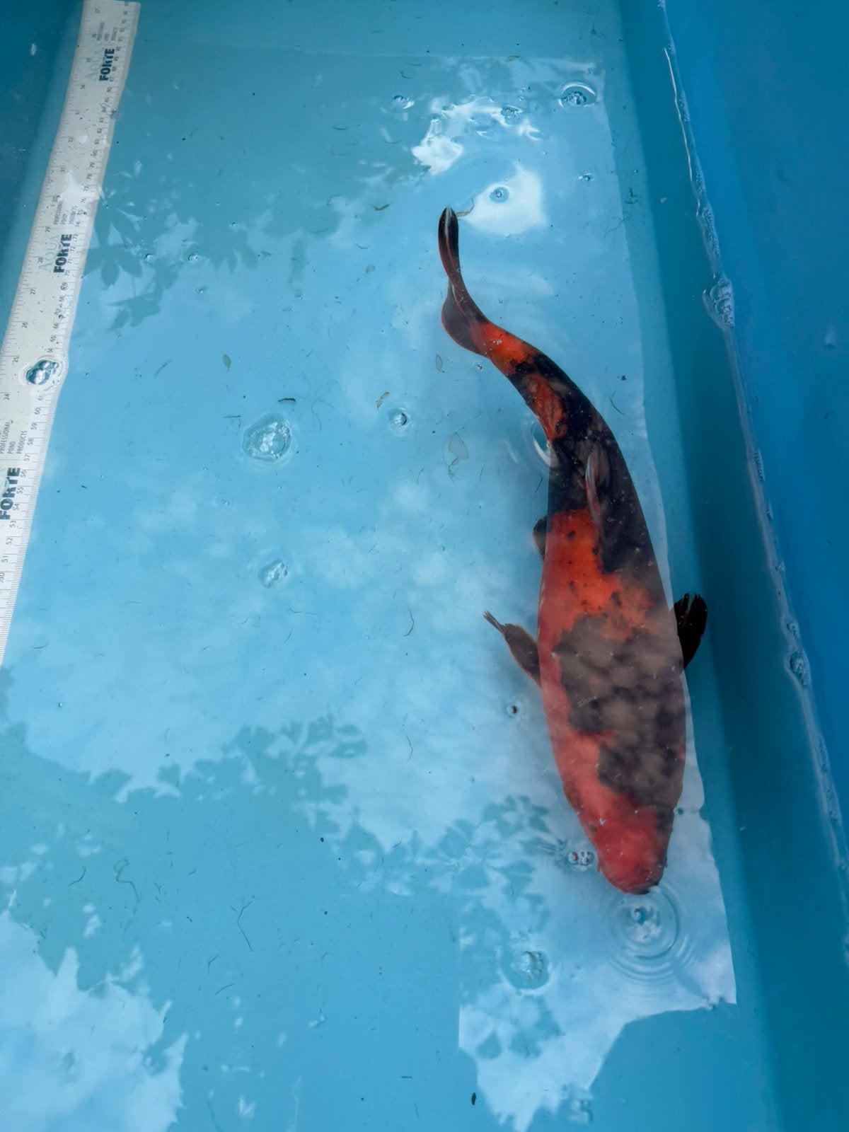 Hi Utsuri koi, Karper of Koi
