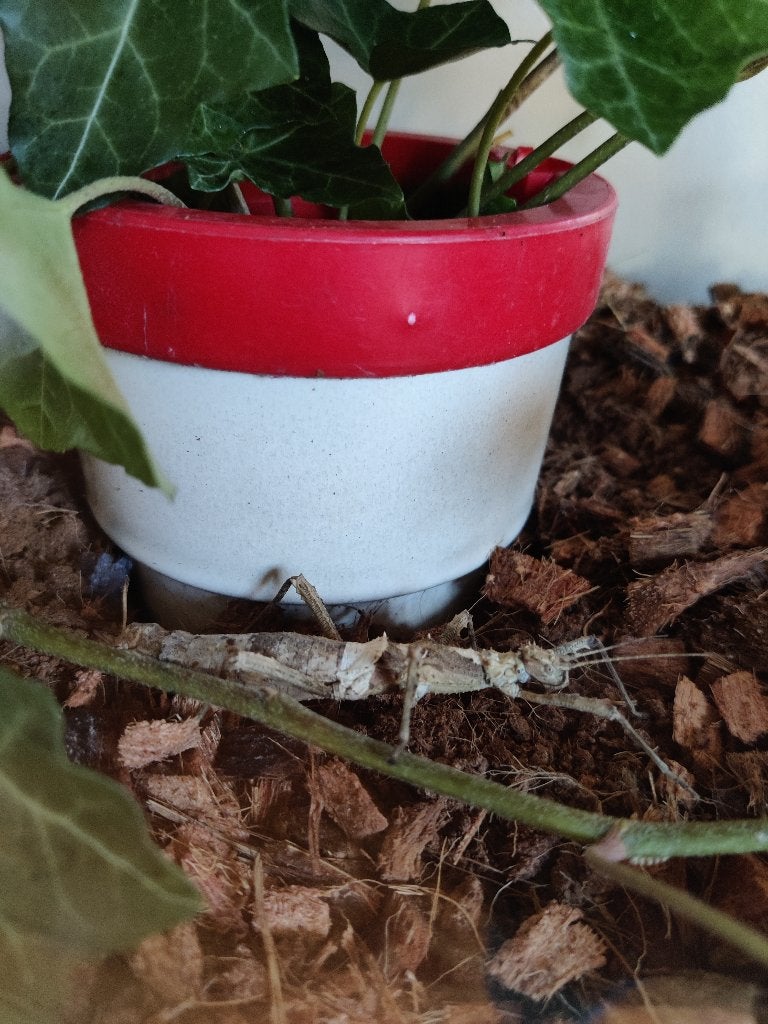 Sungaya Aeta - wandelende takken, Dieren en Toebehoren, Insecten en Spinnen, Wandelende tak