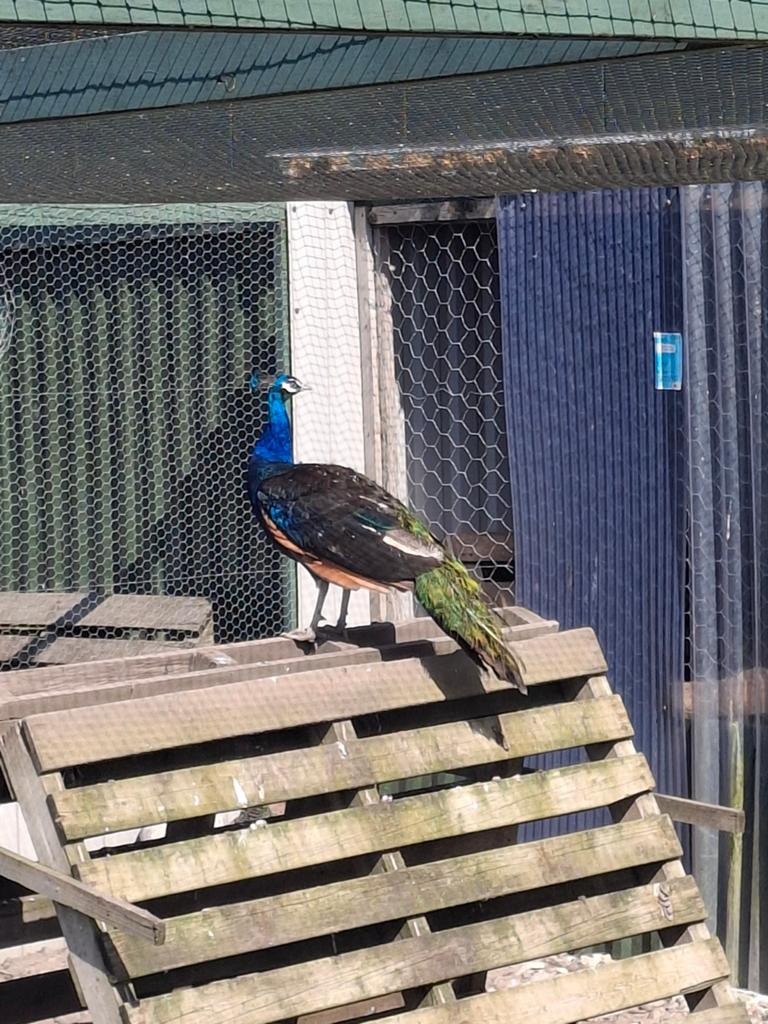 Pauwen blauw en zwartvleugel, Dieren en Toebehoren, Pluimvee, Meerdere dieren, Overige soorten
