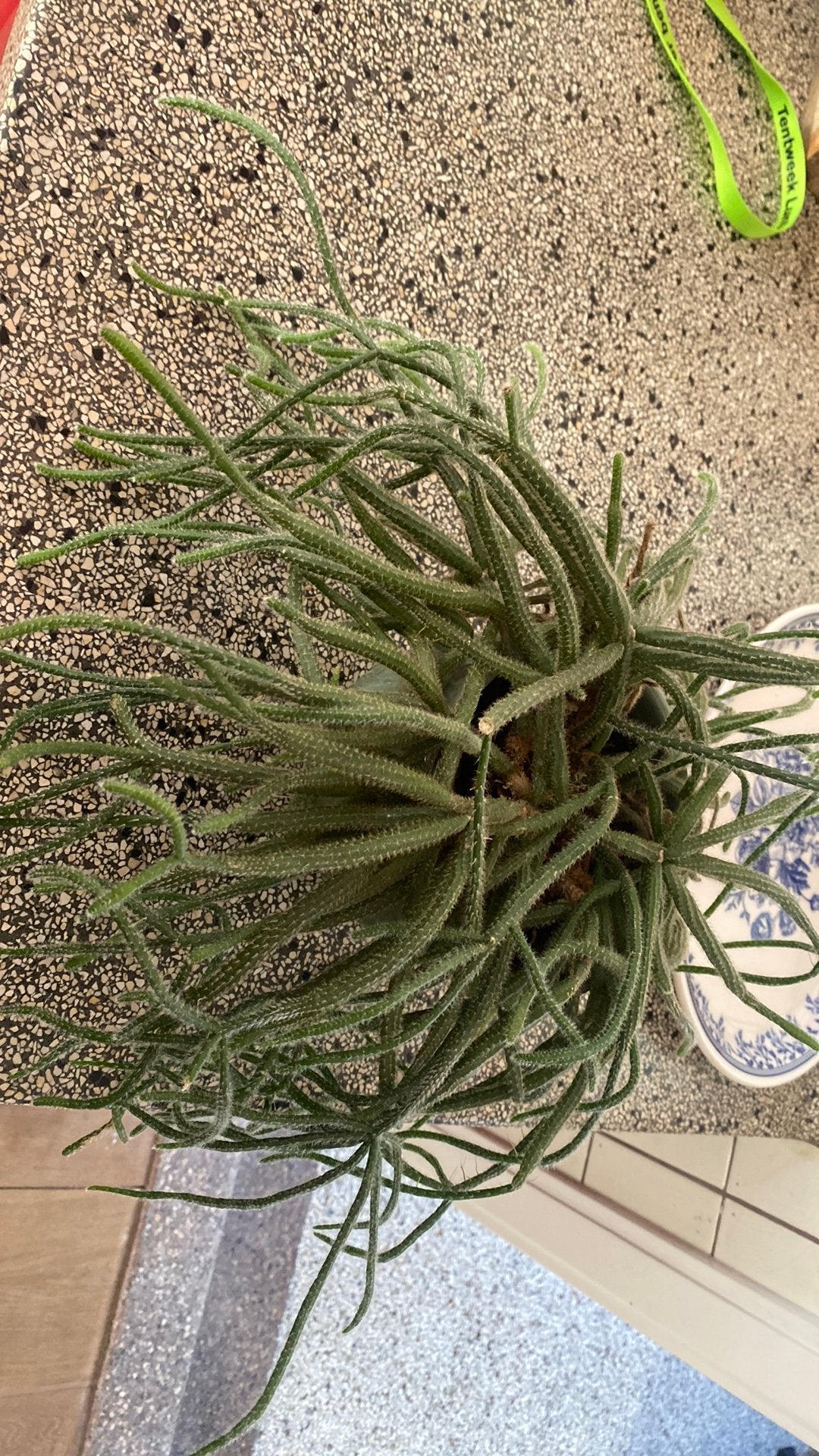 Leuke plant incl pot, Ophalen, Halfschaduw, Minder dan 100 cm