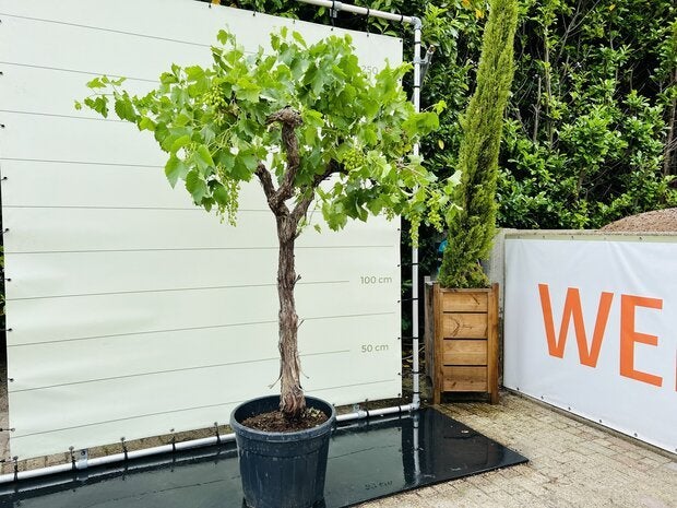 Druivenboom - Op oude stam - stamomvang 20 - 30 cm, 100 tot 250 cm, Zomer, Volle zon, In pot
