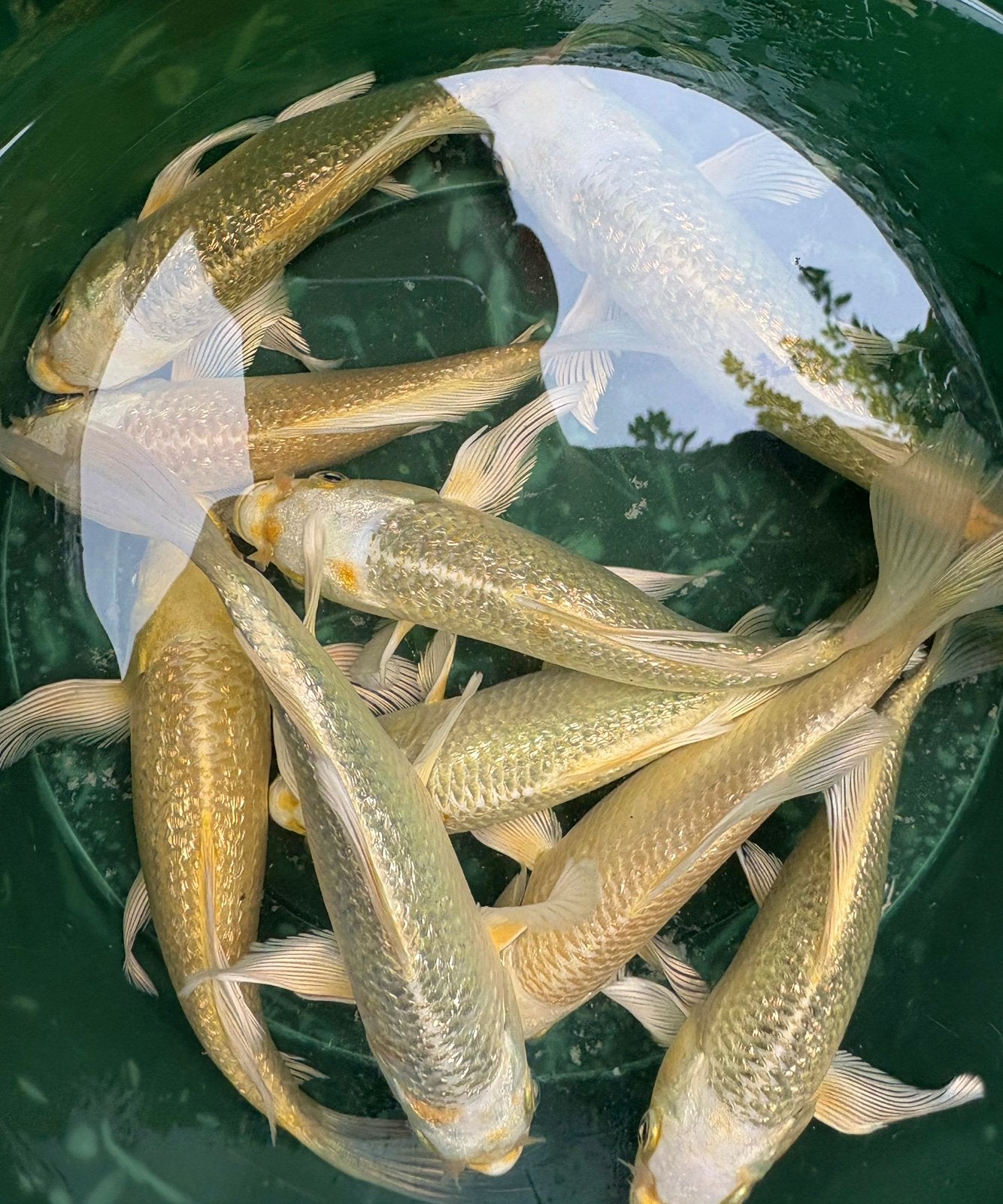 Japanse golden ginrin butterfly kois!!, Dieren en Toebehoren, Vissen | Vijvervissen, Karper of Koi
