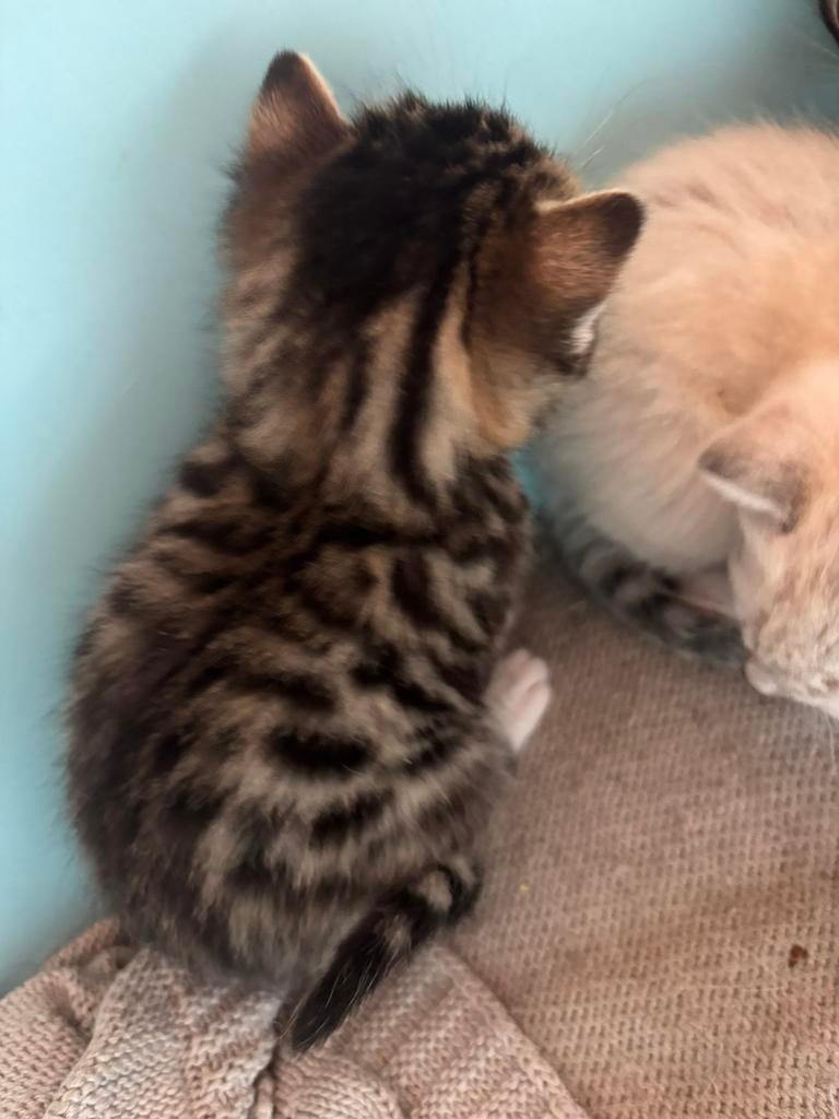Bengaal x ragdoll kittens allemaal GERESERVEERD, Dieren en Toebehoren, Meerdere dieren, Ontwormd, 0 tot 2 jaar