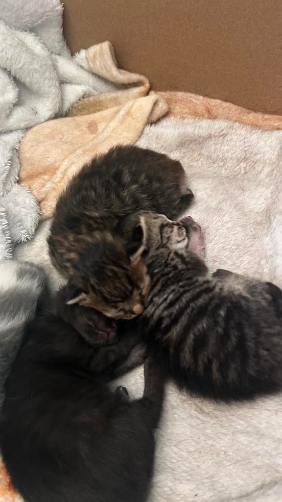 Kittens geboren!, Meerdere dieren