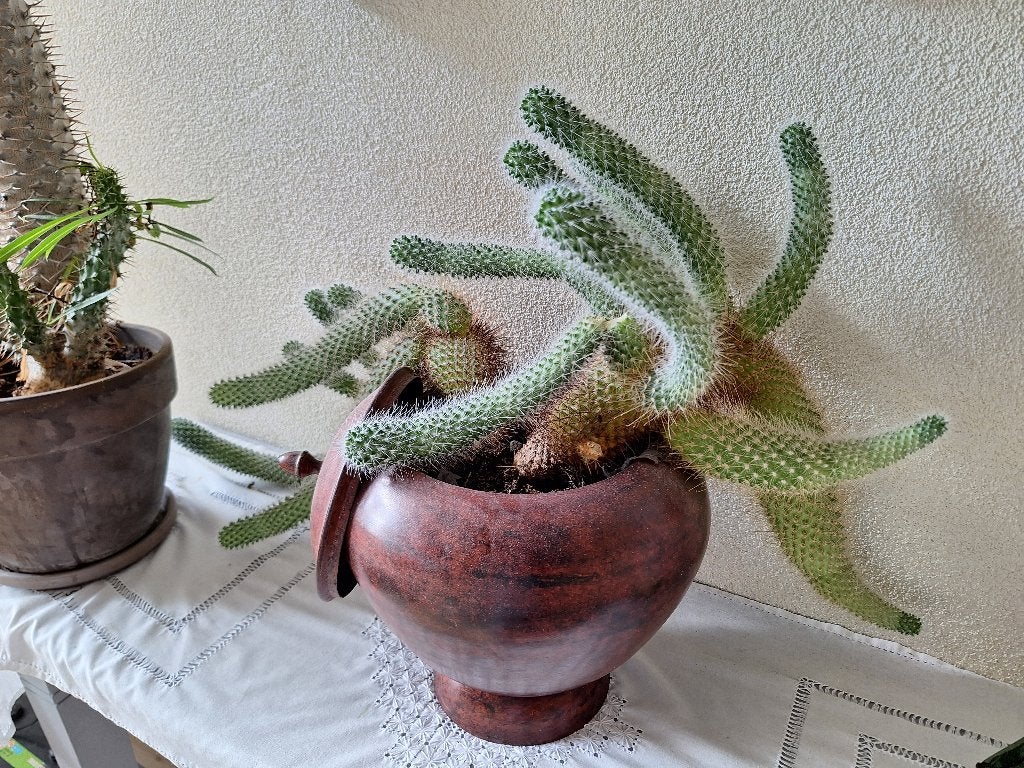 Apenstaartcactus inclusief metalen pot, Ophalen, Minder dan 100 cm, Volle zon, In pot