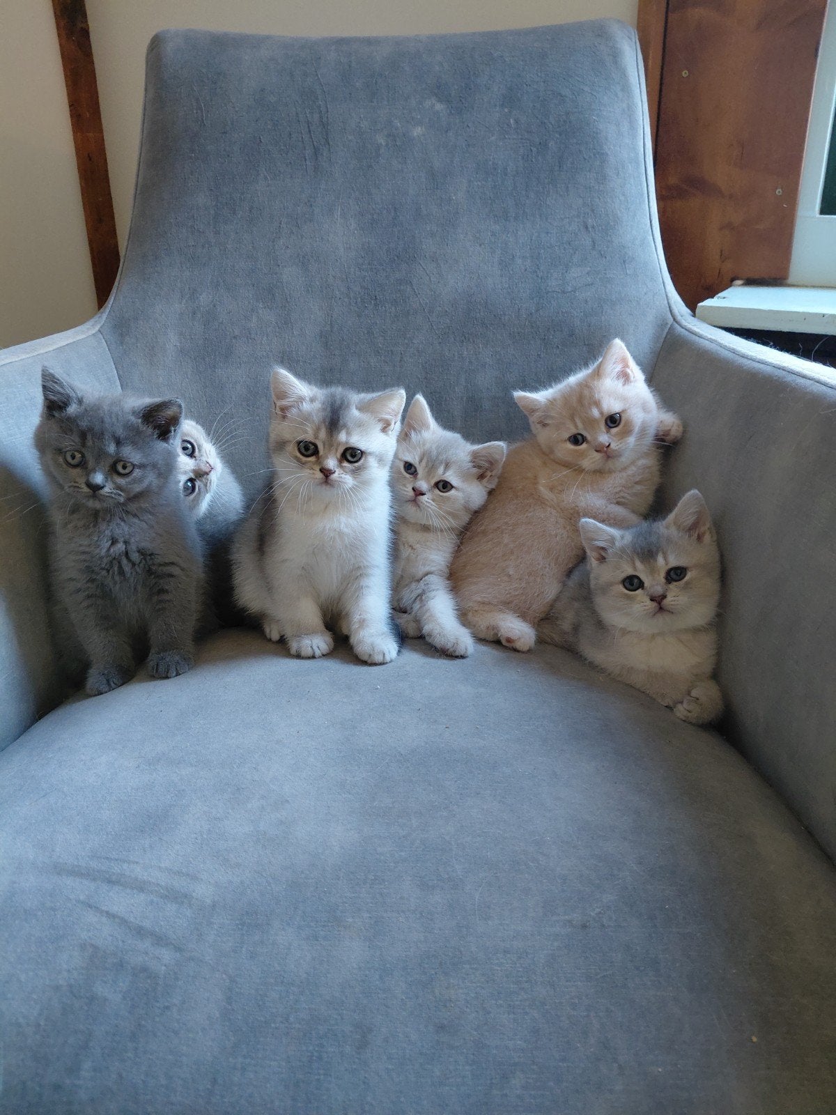 prachtig nestje raszuivere britse korthaar kittens, Meerdere dieren, Ontwormd