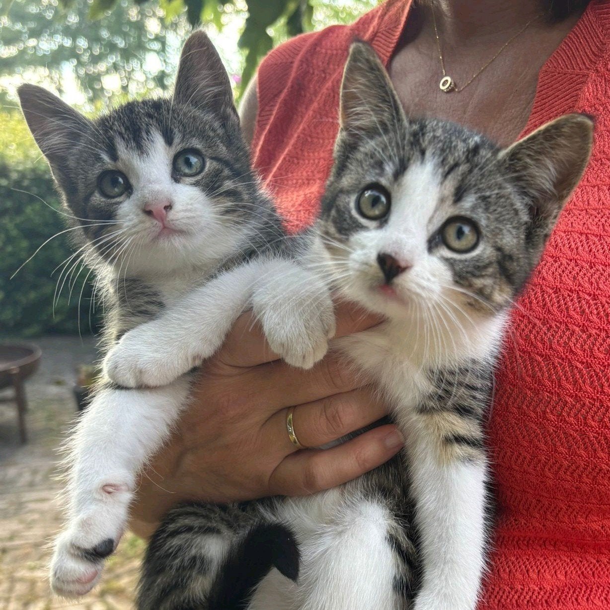 Schattige kittens te koop! Nog 1 beschikbaar!, Dieren en Toebehoren, Katten en Kittens | Overige Katten, Poes, Kortharig, 0 tot 2 jaar