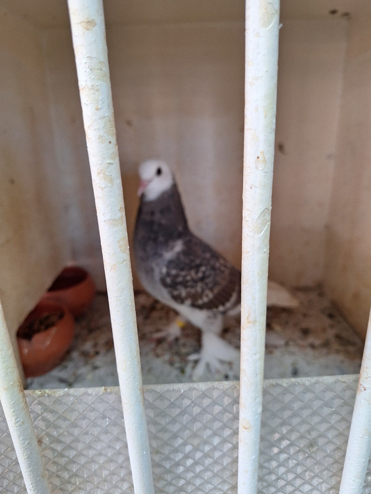 Takla, Dieren en Toebehoren, Vogels | Parkieten en Papegaaien, Mannelijk, Parkiet