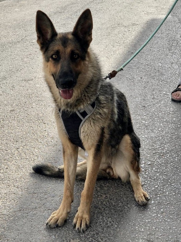 ACE: Kelsey een typische herder in hart en nieren, Dieren en Toebehoren, Particulier, 1 tot 2 jaar, Buitenland, Teef