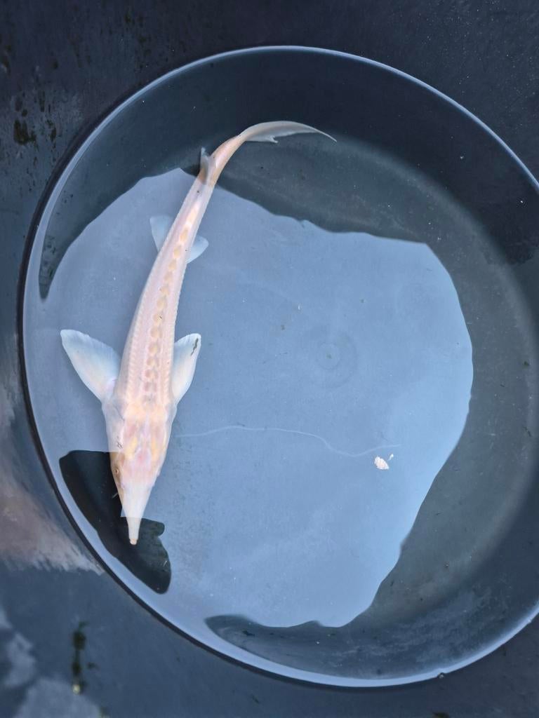 Albino steur, Steur