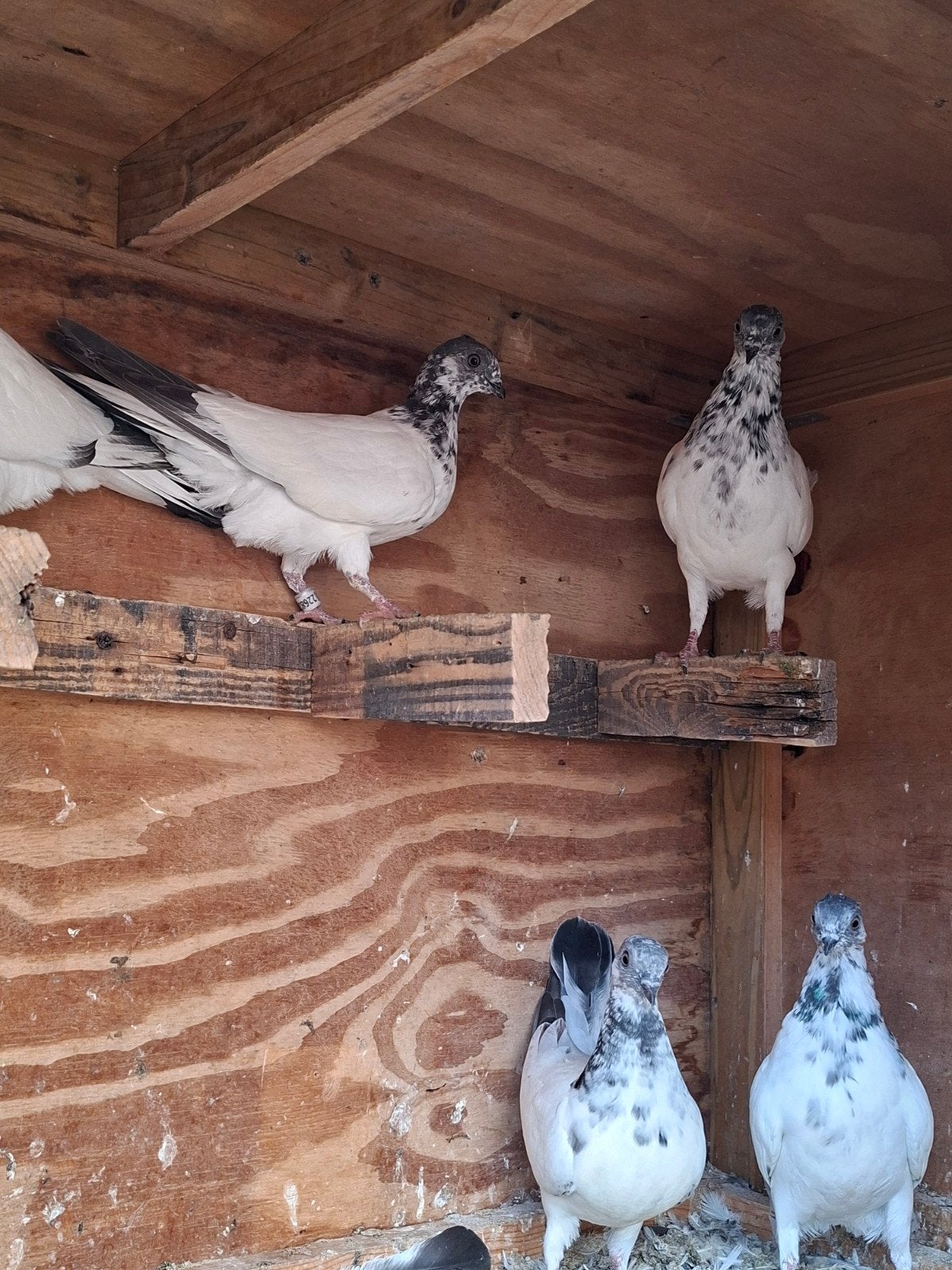 boedapesters hoogvliegers, Dieren en Toebehoren
