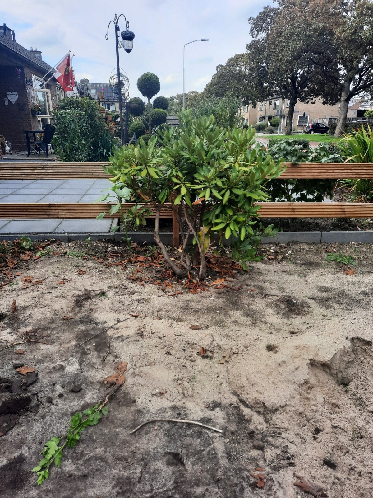 Rhododendron struik - Groenblijvend en robuust, Tuin en Terras, Vaste plant, Halfschaduw, Zomer, Ophalen