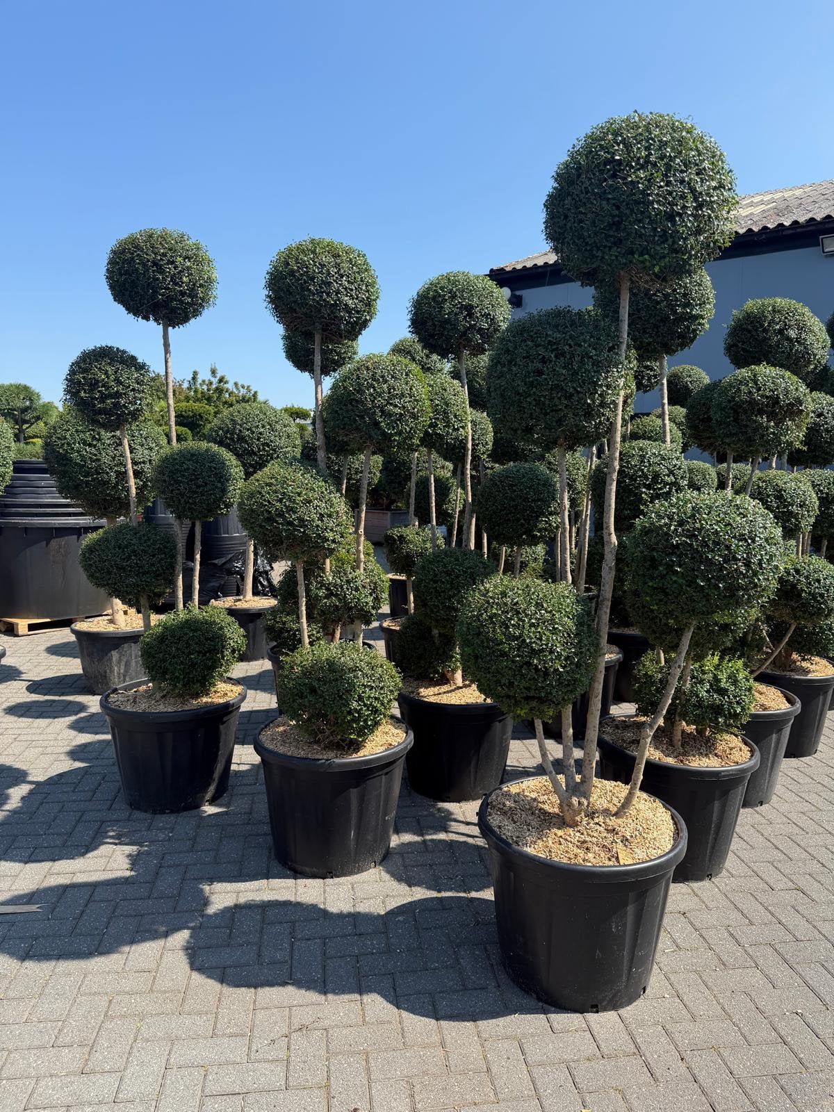 Vormsnoei ligustrum delavayanum meerstammige, 100 tot 250 cm, Zomer, Ophalen, Volle zon