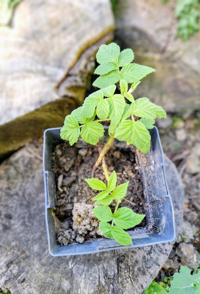 Framboos Rubus Tayberry - Fruitplant, Tuin en Terras, Planten | Tuinplanten, Ophalen, Volle zon, Vaste plant, Zomer