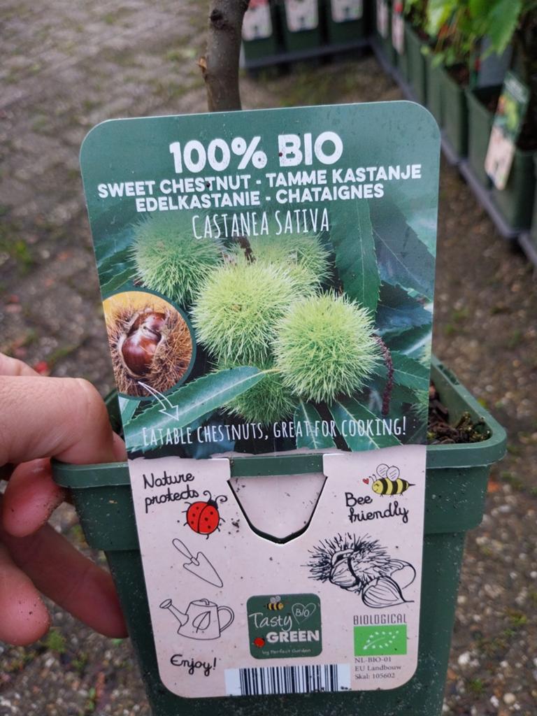 Tamme Kastanje (Castanea Sativa) - Biologisch, Ophalen, Overige soorten, Struik, Minder dan 100 cm