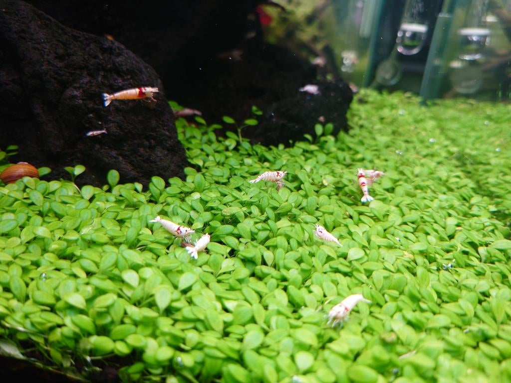 Crystal Red garnalen, Kreeft, Krab of Garnaal