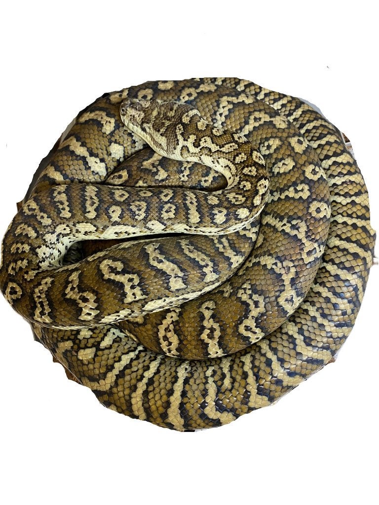 Morelia spilota sp. tapijtpythons 2 mooie volwassen koppels, Dieren en Toebehoren, Slang, 3 tot 6 jaar