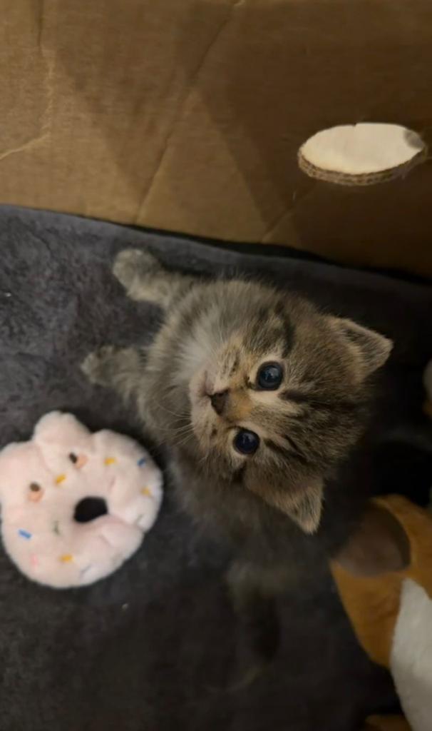 2 Kittens te koop! Lees beschrijving, Dieren en Toebehoren, Katten en Kittens | Dekkaters, 0 tot 2 jaar