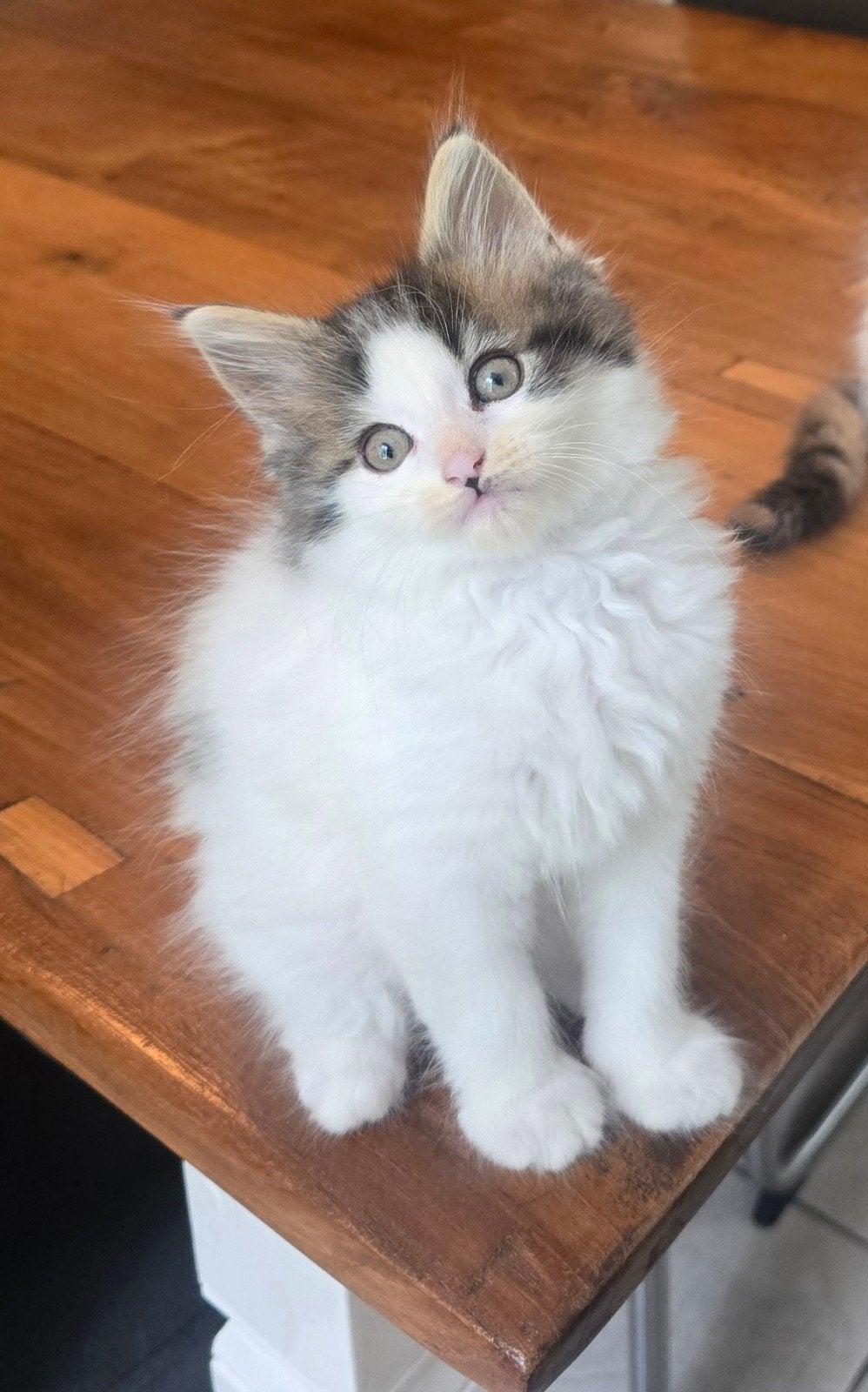 Allerliefste Ragdoll x Maine coon kittens mogen nu verhuize, Dieren en Toebehoren, Meerdere dieren, Ontwormd, 0 tot 2 jaar