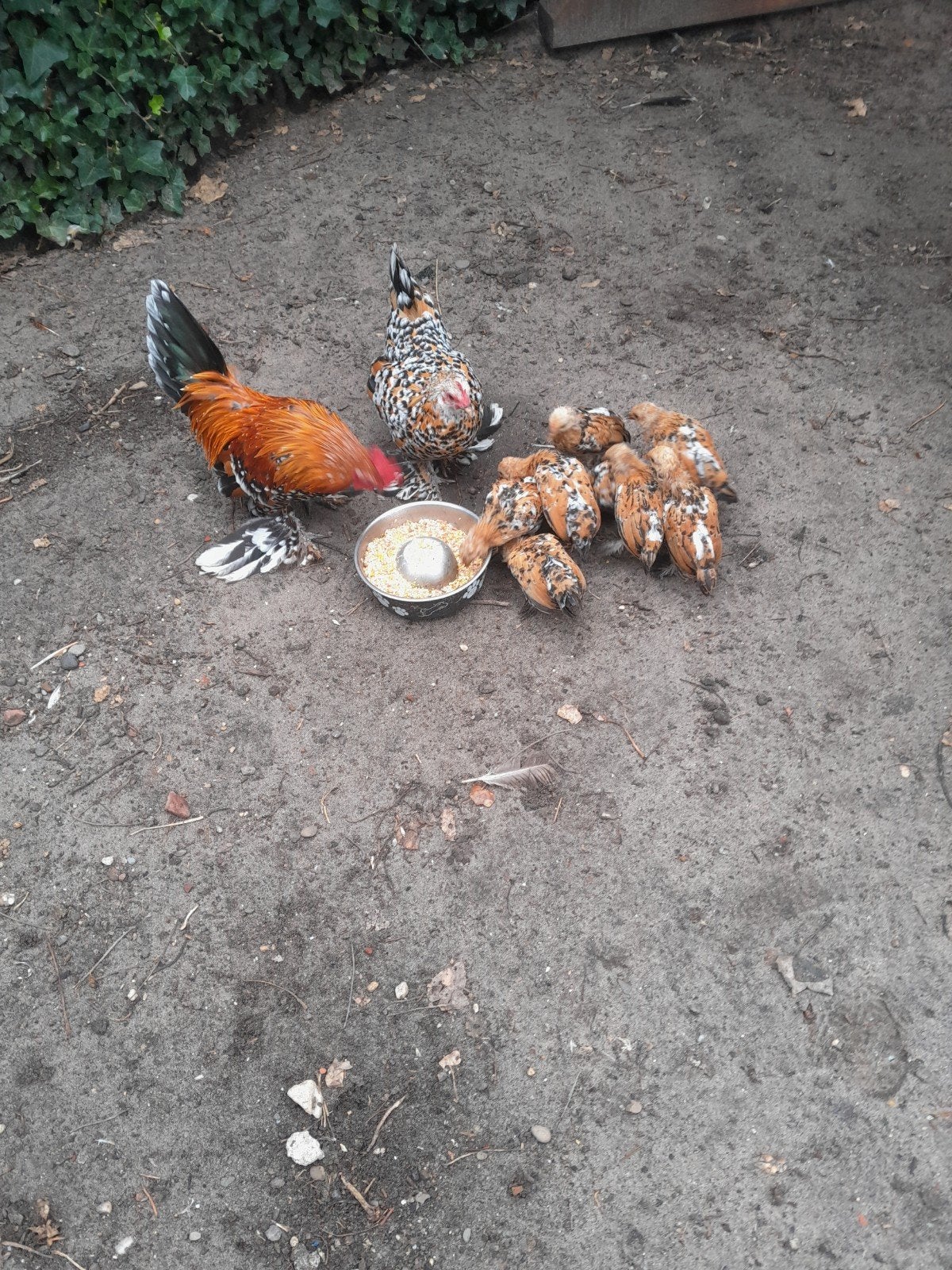 sabelpootkriel, Meerdere dieren, Kip