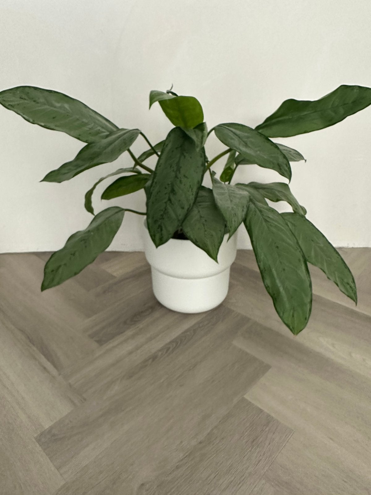 Plant met pot, Ophalen, Halfschaduw, Minder dan 100 cm