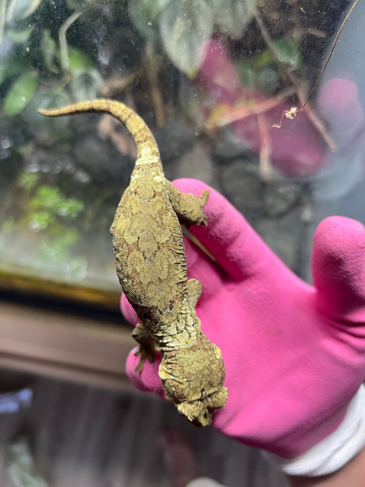 1.0 white collar chahoua, Dieren en Toebehoren, Reptielen en Amfibieën, Hagedis, 0 tot 2 jaar