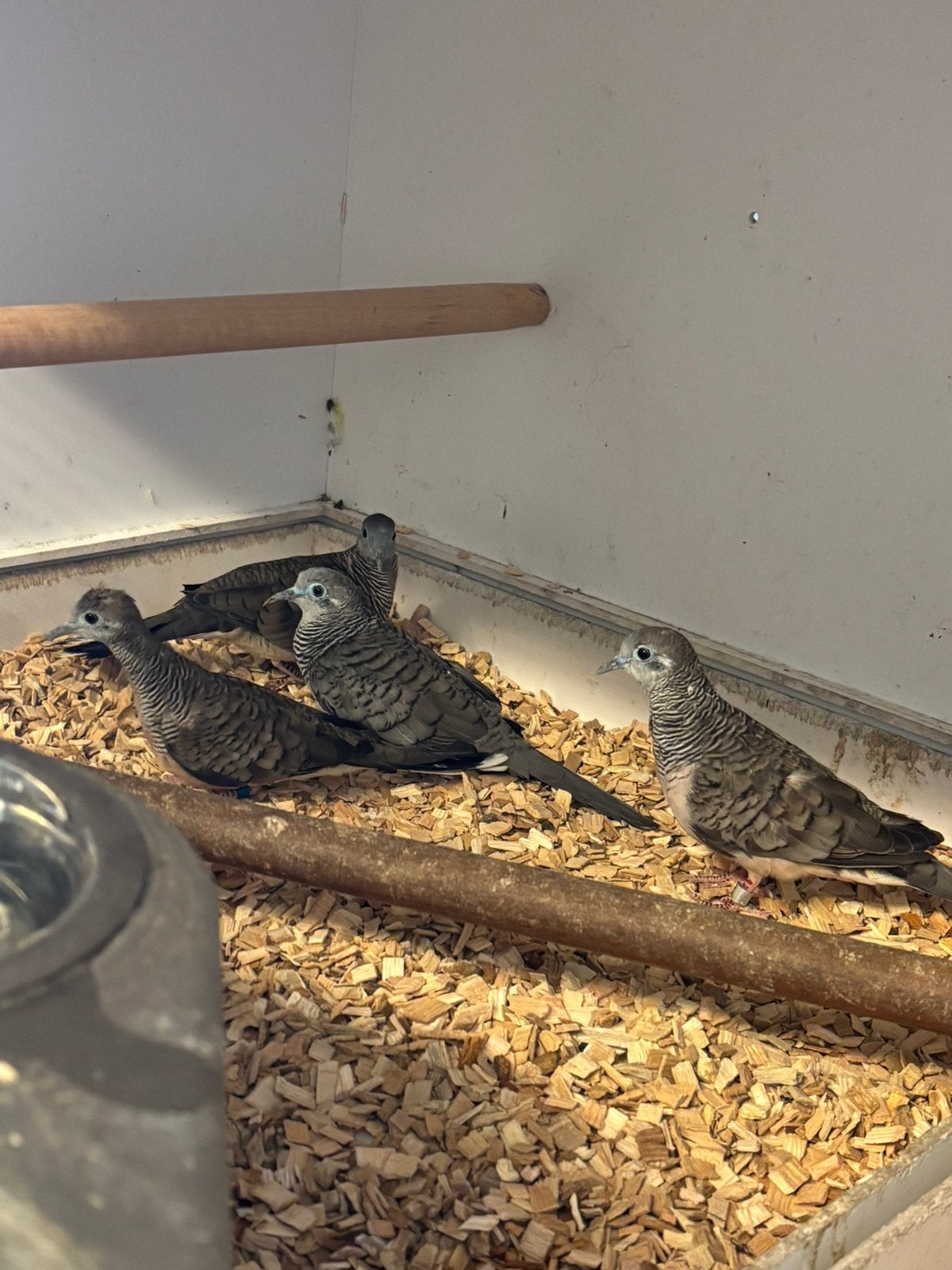 Te Koop 2 Koppels zebraduifjes, Meerdere dieren