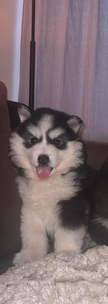 Nog 1 Lieve , Knappe Pomsky Pups te reseveren, 8 tot 15 weken, Poolhond, Parvo, Meerdere