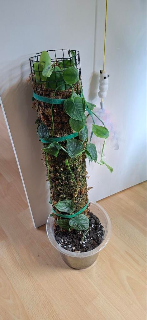 Monstera dubia met binnenpot en mospaal, Ophalen, Halfschaduw, Minder dan 100 cm