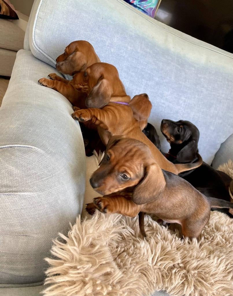 Prachtige en lieve dwerg x kaninchen teckel pups., Dieren en Toebehoren, Honden | Teckels en Dashonden, 8 tot 15 weken, Korthaar