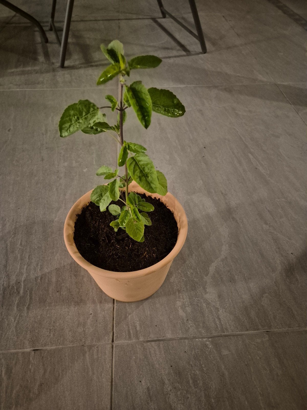Verse Holy Basilicum (Tulsi)  Plant in Pot, Ophalen, Overige soorten, Volle zon
